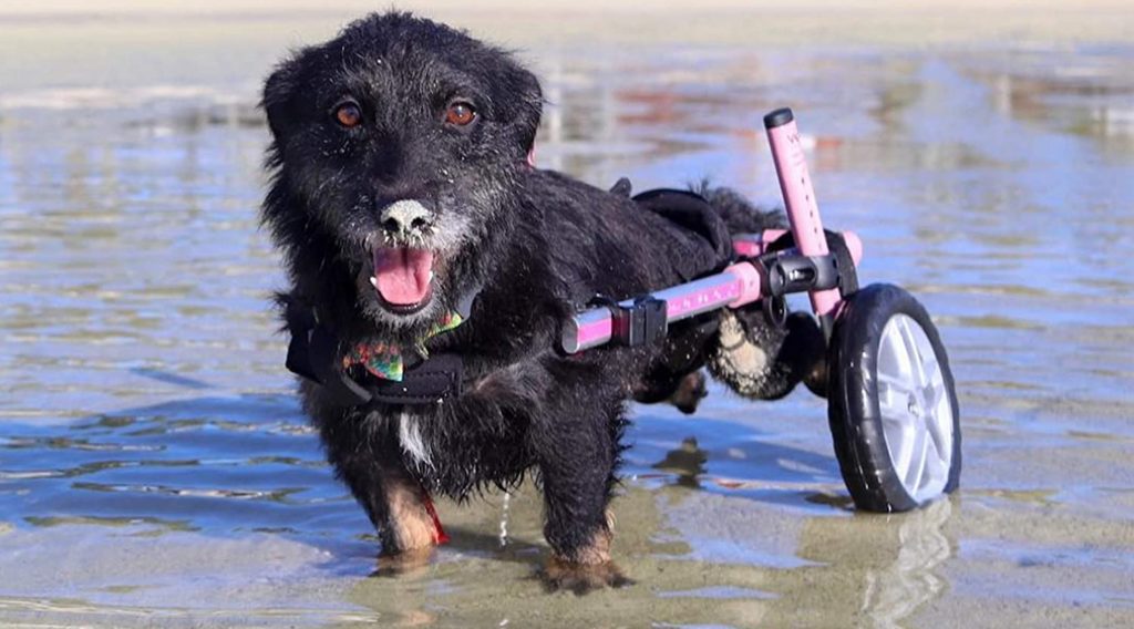 Top 10 Best Dog Wheelchairs in 2020 Reviews